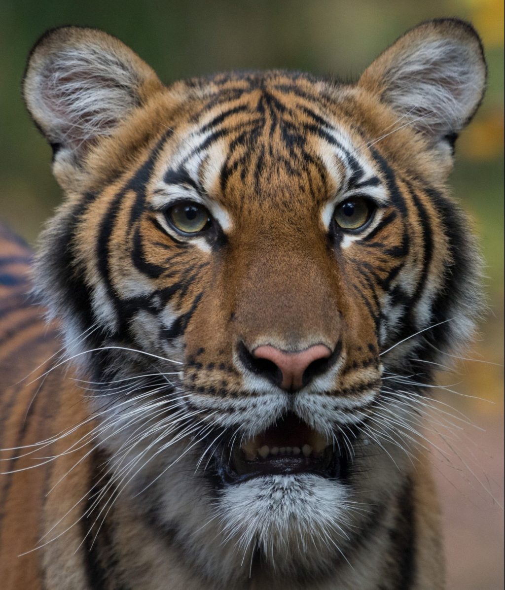 Tiger at Bronx Zoo Tests Positive for COVID-19 Tiger at Bronx Zoo Tests Positive for COVID-19